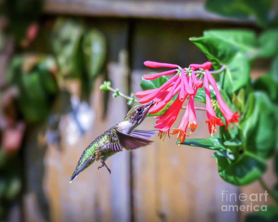 Hummingbird Amazingness Photograph by Kerri Farley