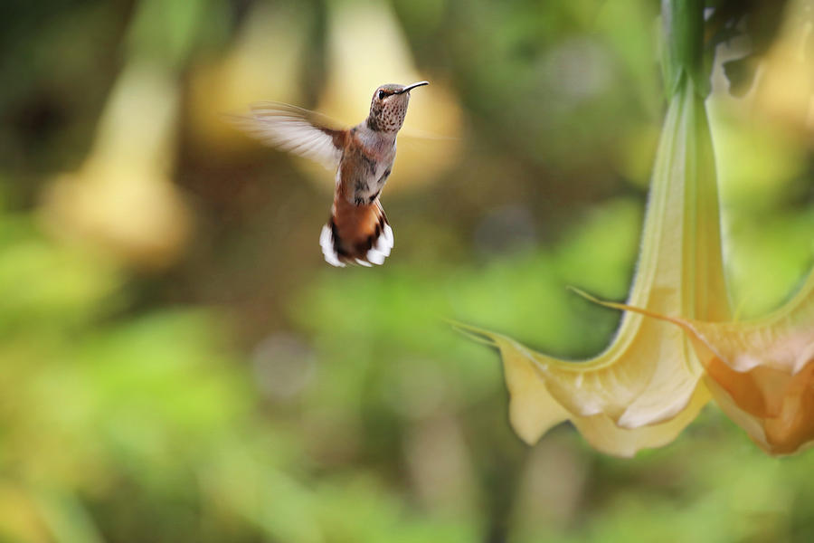 Hummingbird and Angel Trumpets Photograph by Diana Haronis