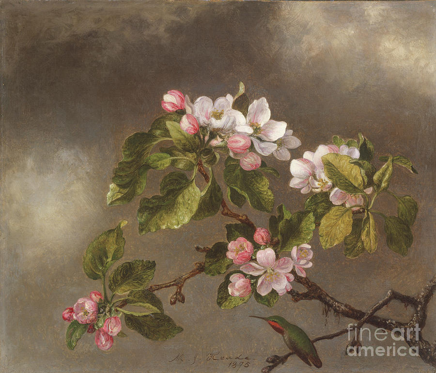 Hummingbird And Apple Blossoms Drawing by Heritage Images