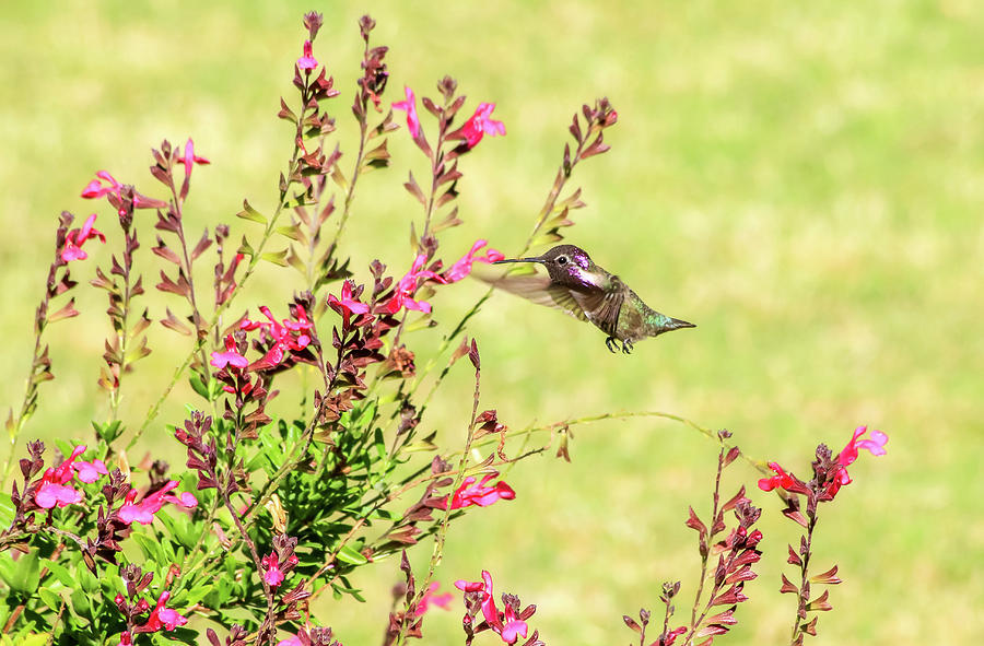 Hummingbird and Autumn Sage Photograph by Dawn Richards