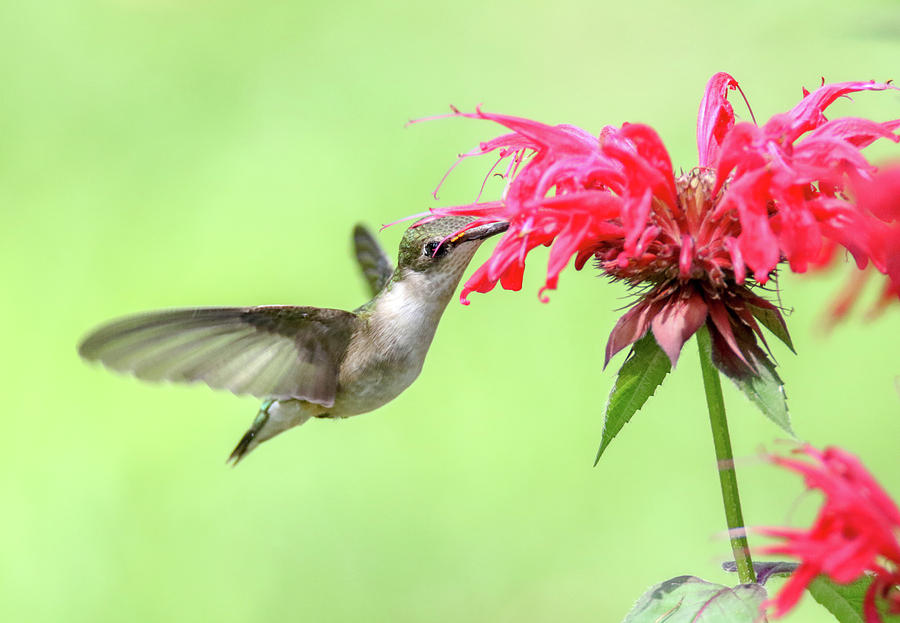 Hummingbird And Bee Balm 1 Photograph by Brook Burling