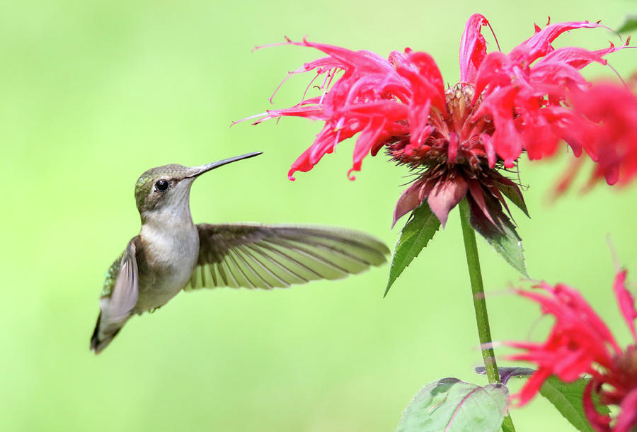 Hummingbird And Bee Balm 2 Photograph by Brook Burling