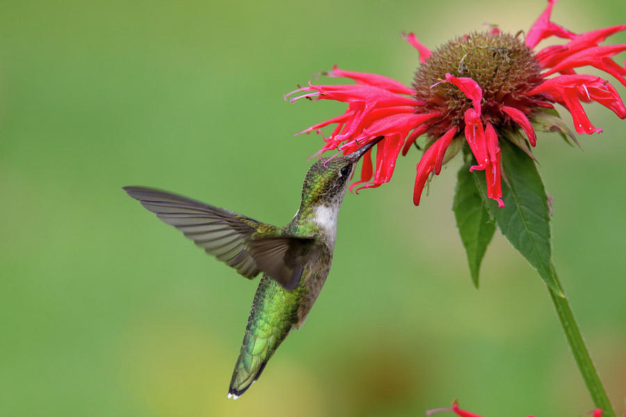 Hummingbird And Bee Balm 3 Photograph by Brook Burling