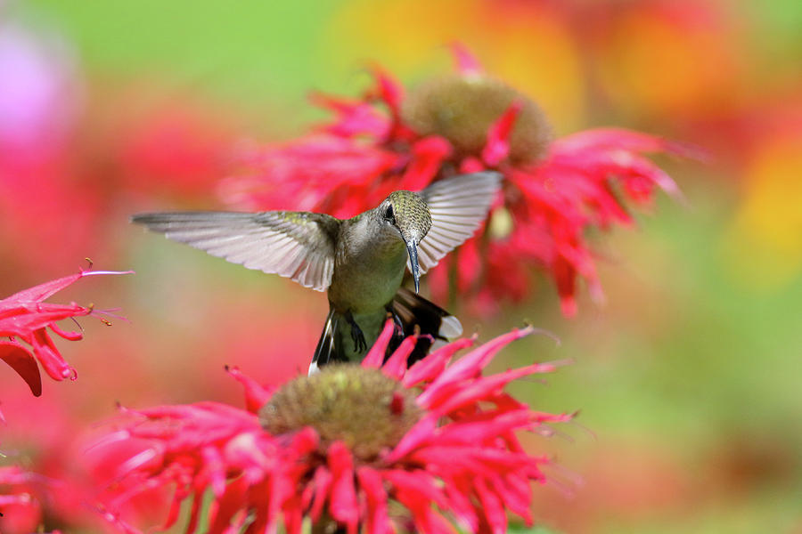 Hummingbird And Bee Balm 5 Photograph by Brook Burling