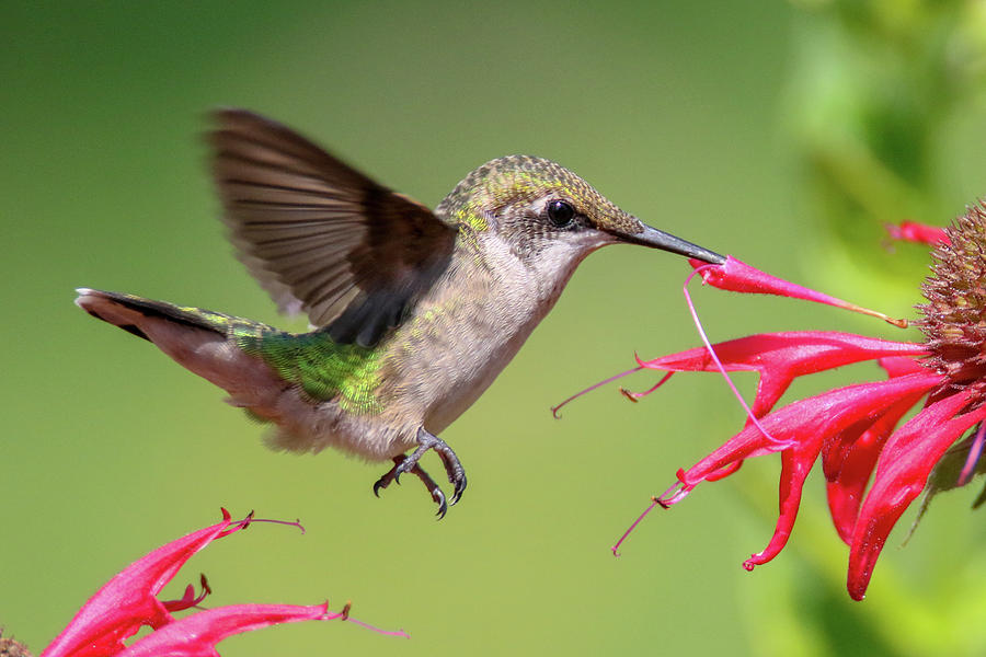 Hummingbird And Bee Balm 6 Photograph by Brook Burling
