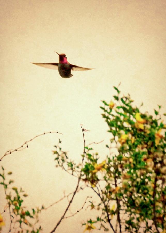 Hummingbird and Creosote Blooming Photograph by Judy Kennedy