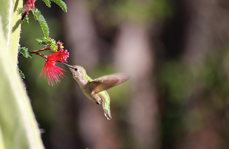 Hummingbird and Fairy Duster 1 Photograph by Dawn Richards