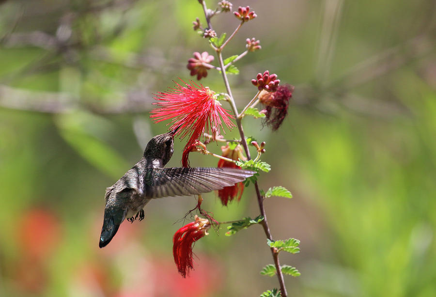 Hummingbird and Fairy Duster 3 Photograph by Dawn Richards