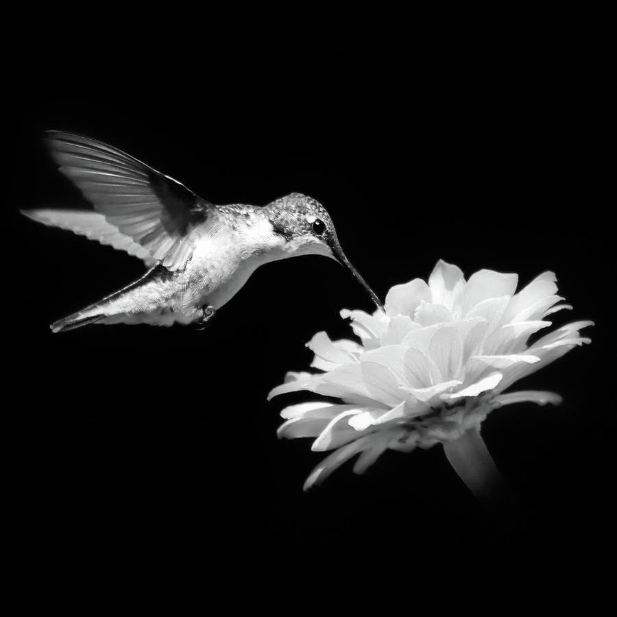 Hummingbird And Flower Black And White Photograph by Christina Rollo