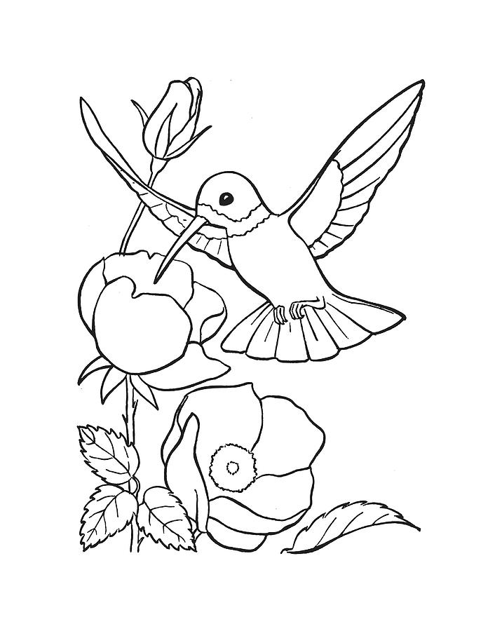 hummingbird and flower line drawing