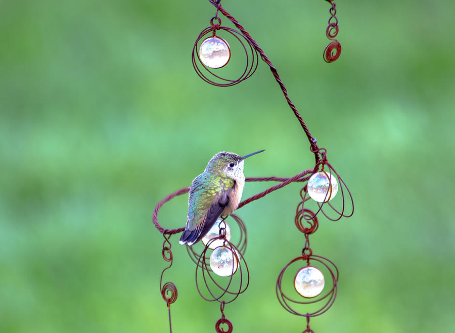 Hummingbird and Garden Whimsy Photograph by Amy Sorvillo