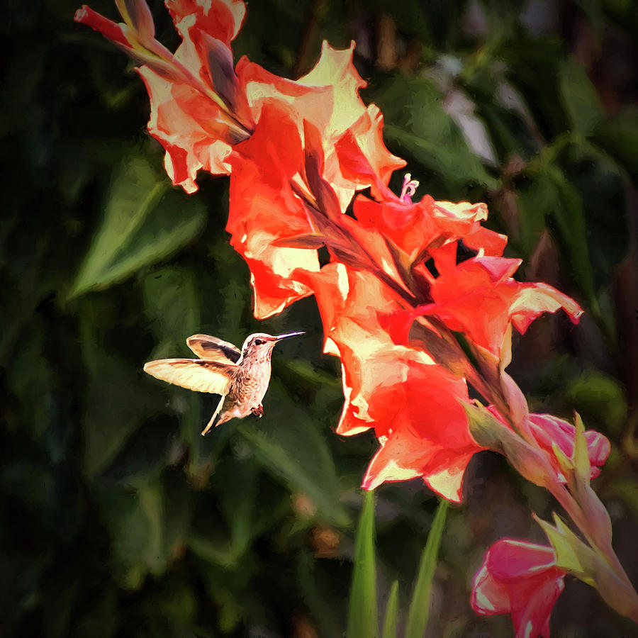 Hummingbird and Gladiolus - Painterly Photograph by Peggy Collins