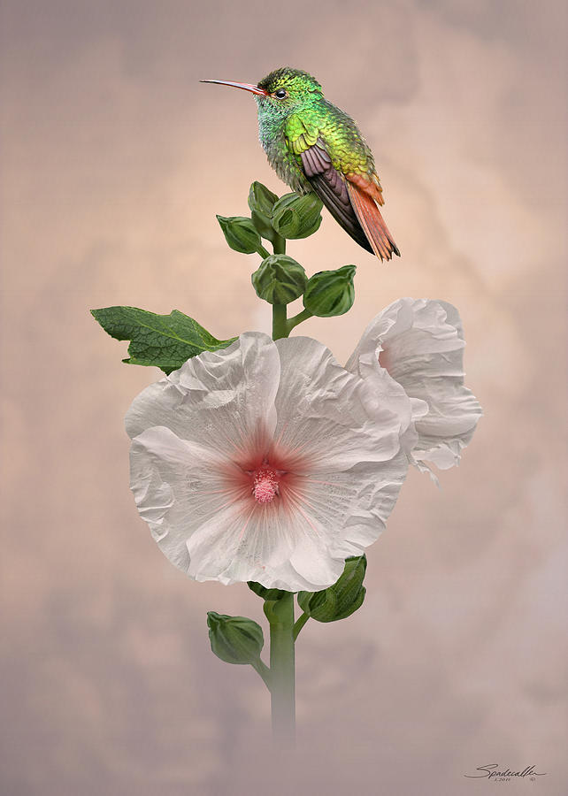 Hummingbird and Hollyhock Digital Art by M Spadecaller