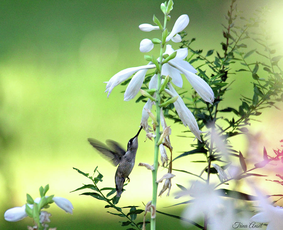 Hummingbird and Hosta Flowers Photograph by Trina Ansel