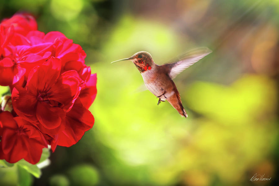 Hummingbird and Red Geranium Photograph by Diana Haronis