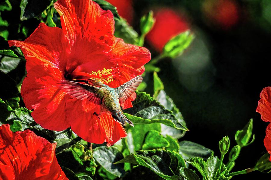 Hummingbird and Red Hibiscus in the Garden 3 Photograph by Lynn Bauer