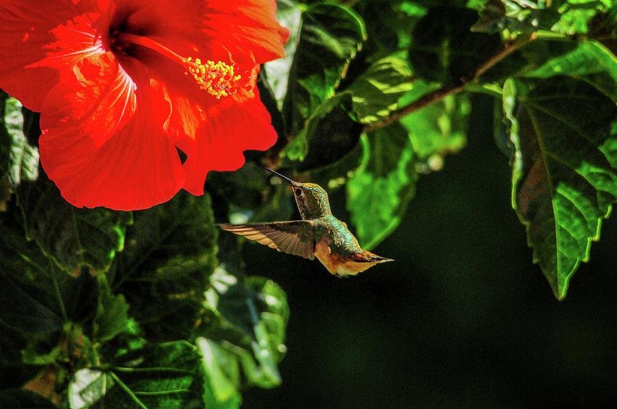 Hummingbird and Red Hibiscus in the Garden Photograph by Lynn Bauer