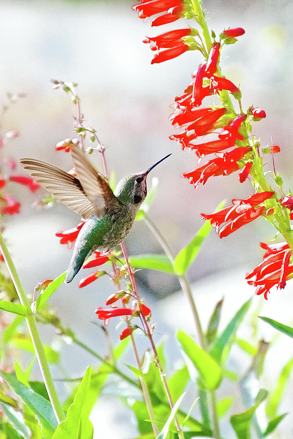 Allens Hummingbird and Scarlet Bugler in Rancho Santa Ana Botanic Garden in Claremont-California   Photograph by Ruth Hager