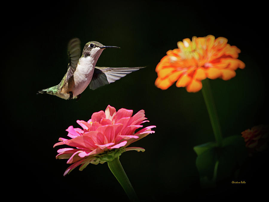 Hummingbird Photograph - Hummingbird and Summer Blooms by Christina Rollo