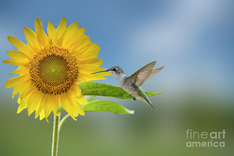 Hummingbird and Sunflower Photograph by Bonnie Barry