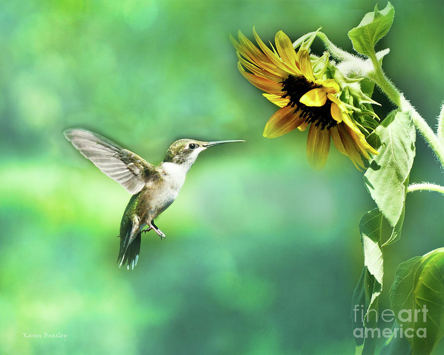 Hummingbird and Sunflower Photograph by Karen Beasley