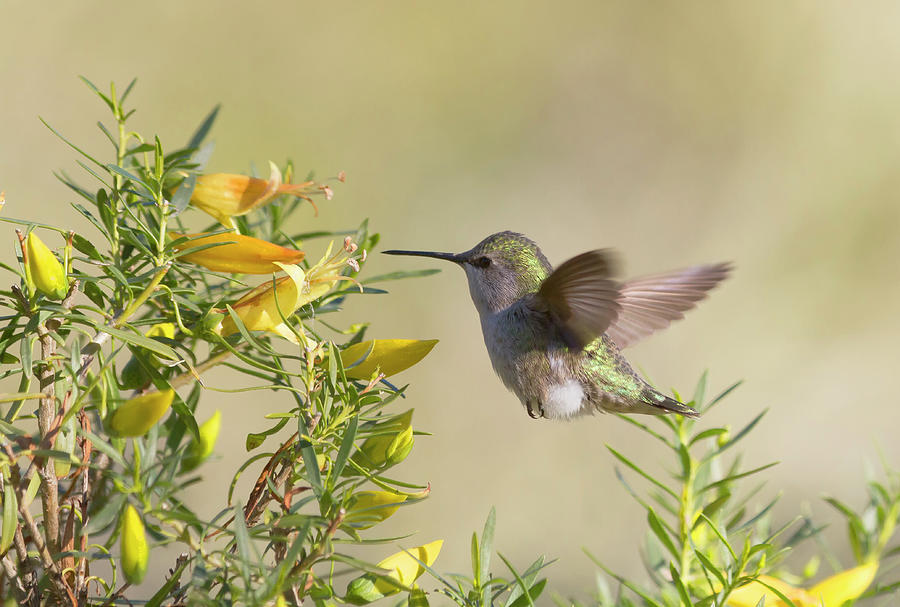 Hummingbird and Yellow Flowers Photograph by Ruth Jolly