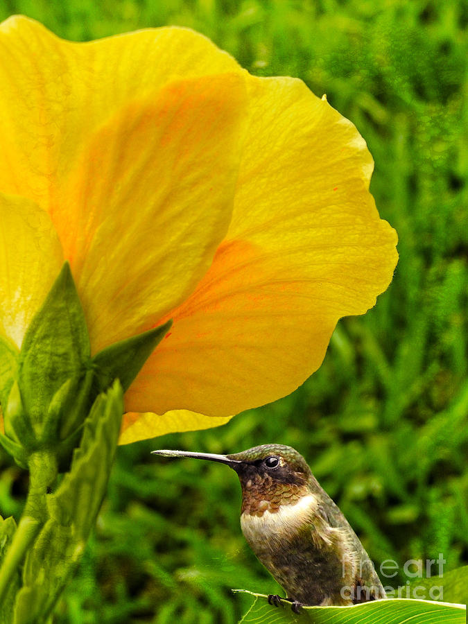 Hummingbird and Yellow Hibiscus Garden Art Photograph by Ella Kaye Dickey