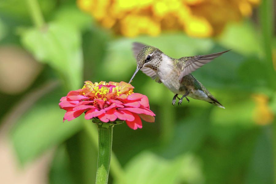 Hummingbird and Zinnia Photograph by Brook Burling