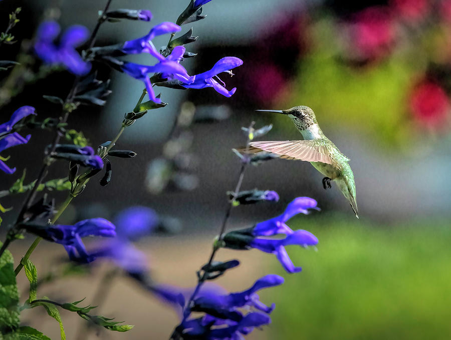 Hummingbird Approaching Photograph by Deborah Penland