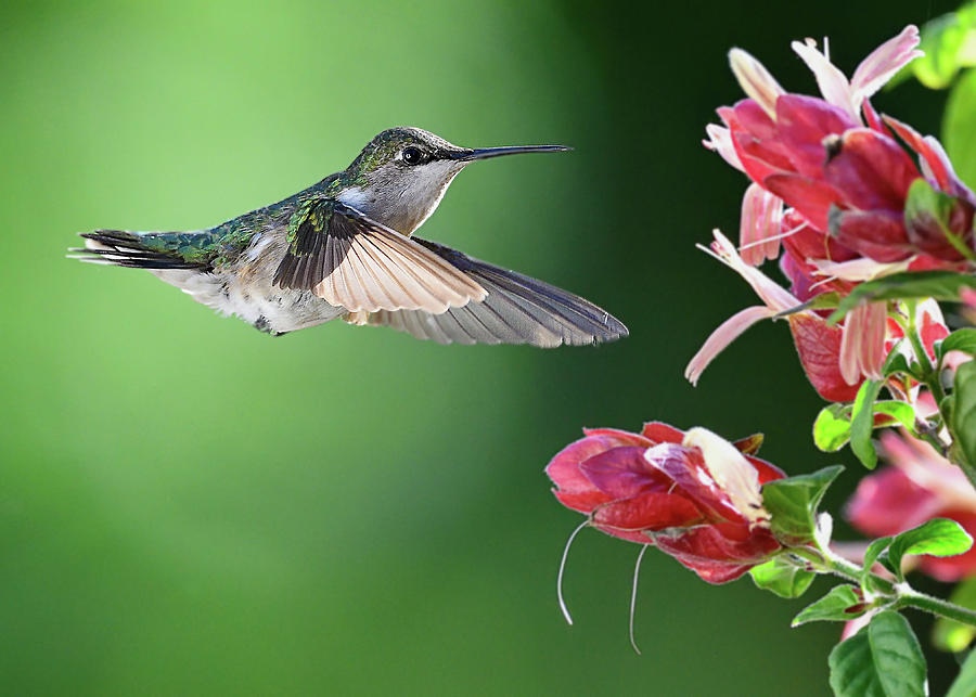 Hummingbird Arrives at Flower Photograph by William Jobes
