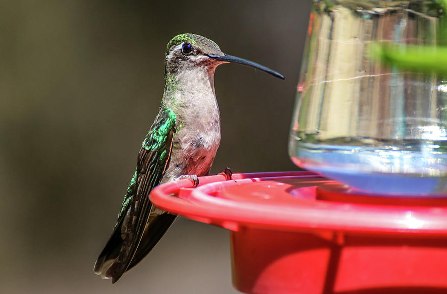 Hummingbird at Feeder 1 Photograph by Dawn Richards
