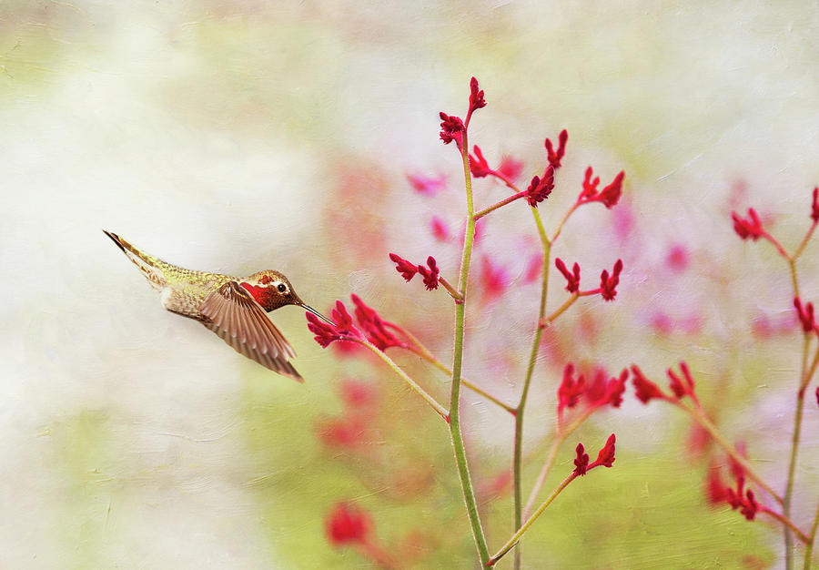 Hummingbird At Red Wildflowers Photograph by Susangaryphotography
