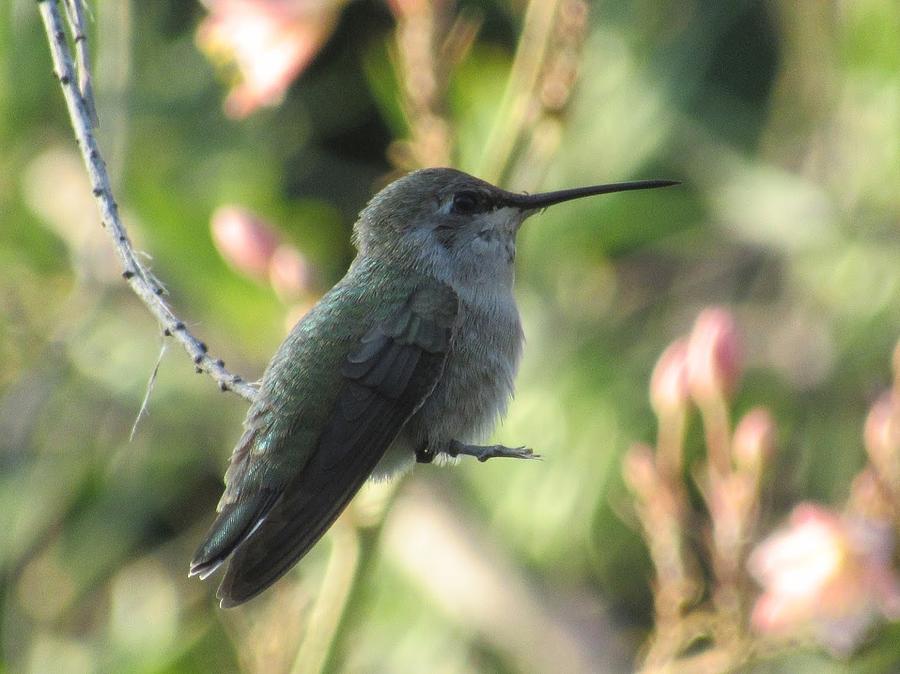 Hummingbird at Rest Photograph by Monica Donaldson Stewart - Fine Art ...