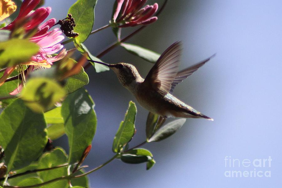 Hummingbird Photograph - hummingbird at the Honeysuckle 255 by Mrsroadrunner Photography