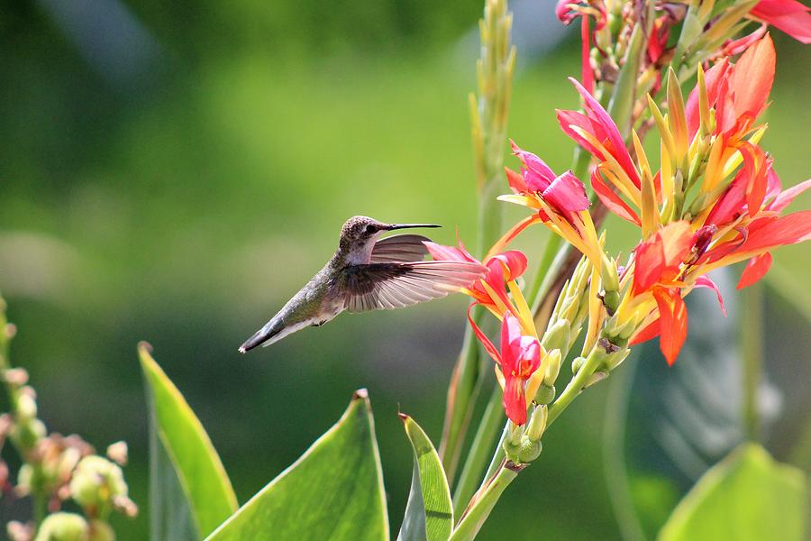 Hummingbird Backyard Cannas Photograph by Britton Hall - Fine Art America