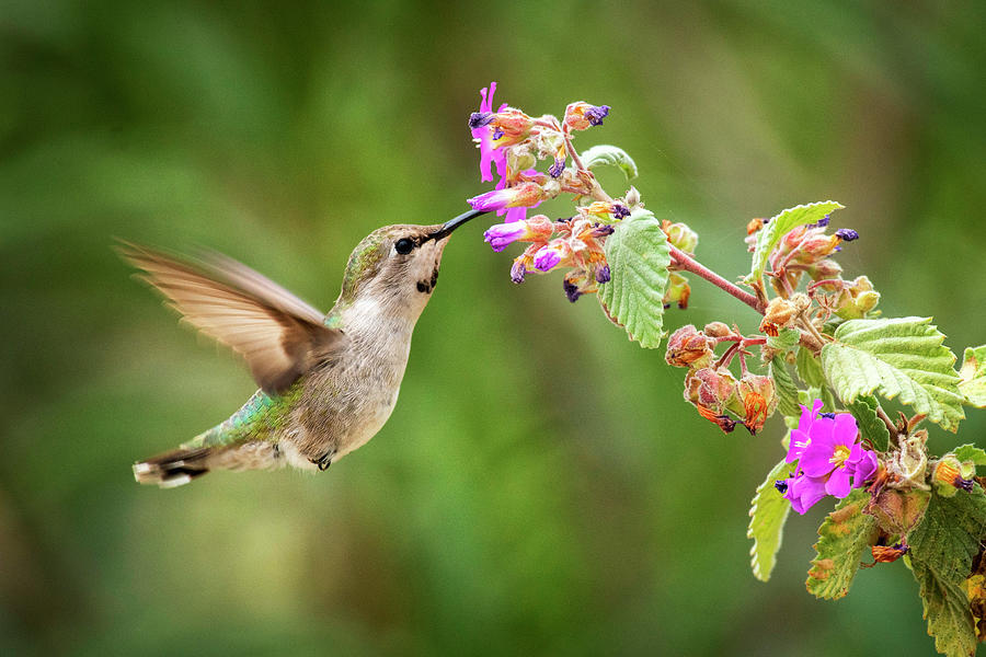 Hummingbird, Baja California, Mexico Digital Art by Heeb Photos - Fine ...