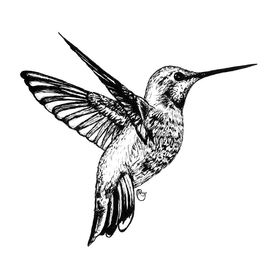 Hummingbird Drawing by Bari Rhys | Fine Art America