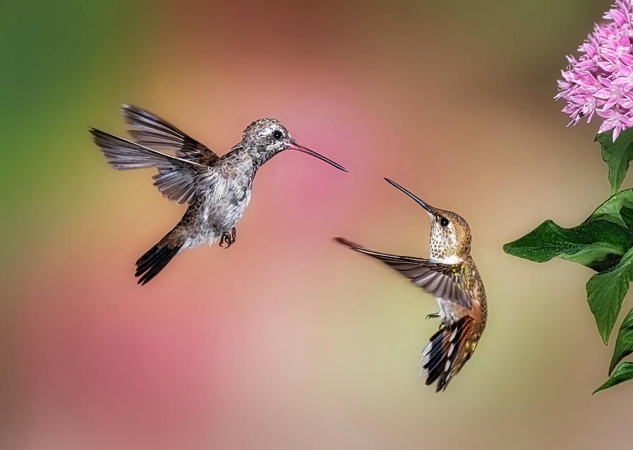 Hummingbird Battle by Scott Bourne Hummingbird Battle by Scott Bourne