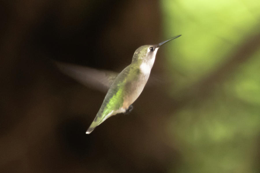 Hummingbird Beauty Photograph by Mary Ann Artz