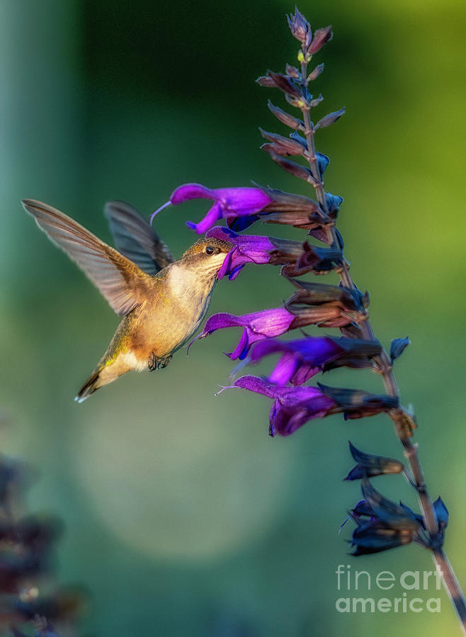 Hummingbird Photograph by Bill Frische