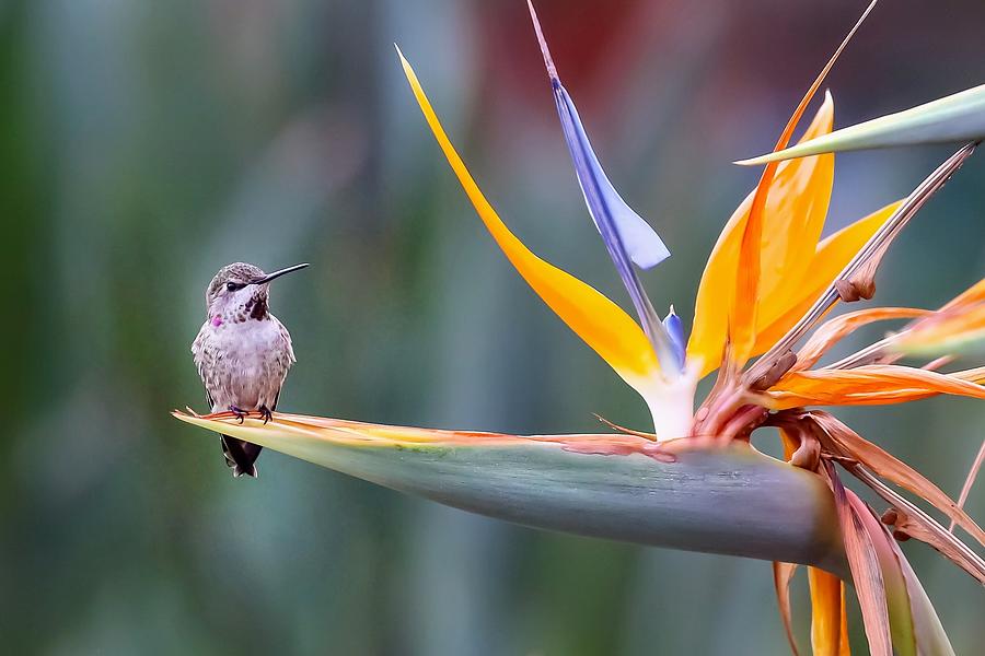 Hummingbird Photograph - Hummingbird, Bird Of Paradise by Amy Liu