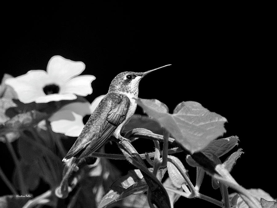 Hummingbird Black and White Photograph by Christina Rollo
