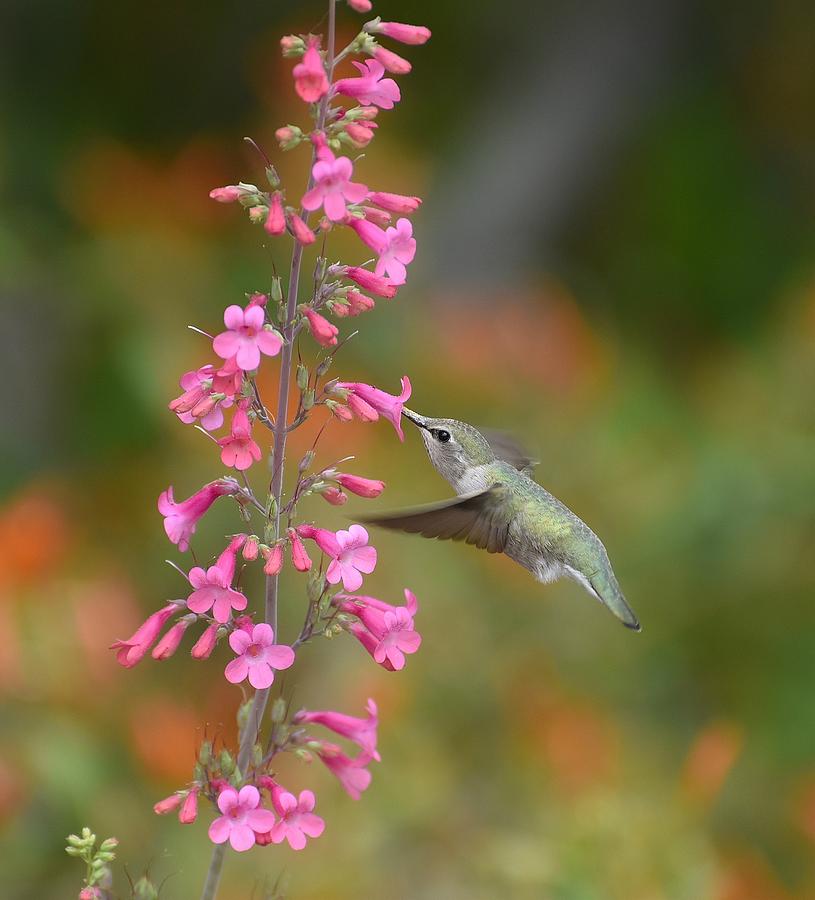 Hummingbird Buffet 4 Photograph by Fraida Gutovich