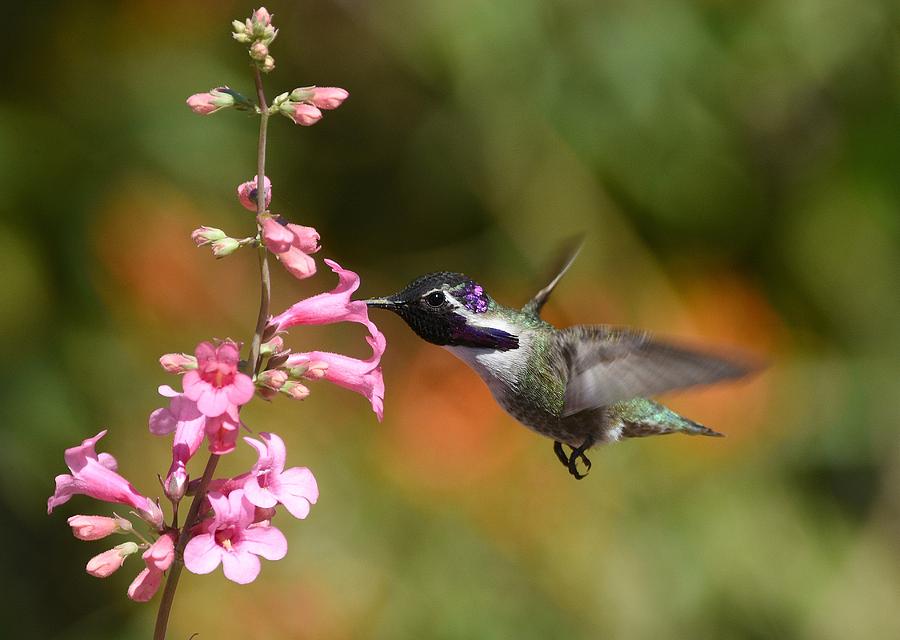 Hummingbird Buffet 3 Photograph by Fraida Gutovich