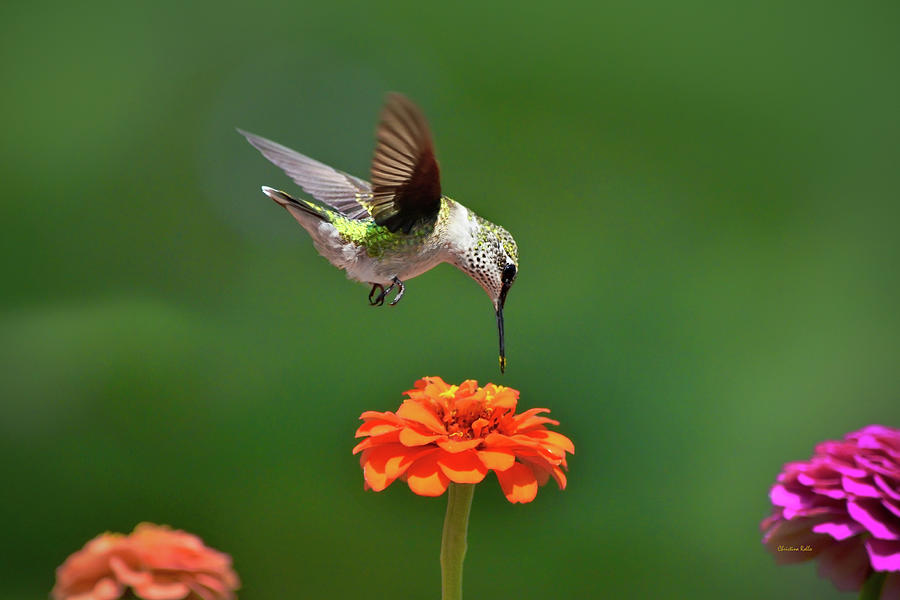 Hummingbird Bullseye Photograph by Christina Rollo
