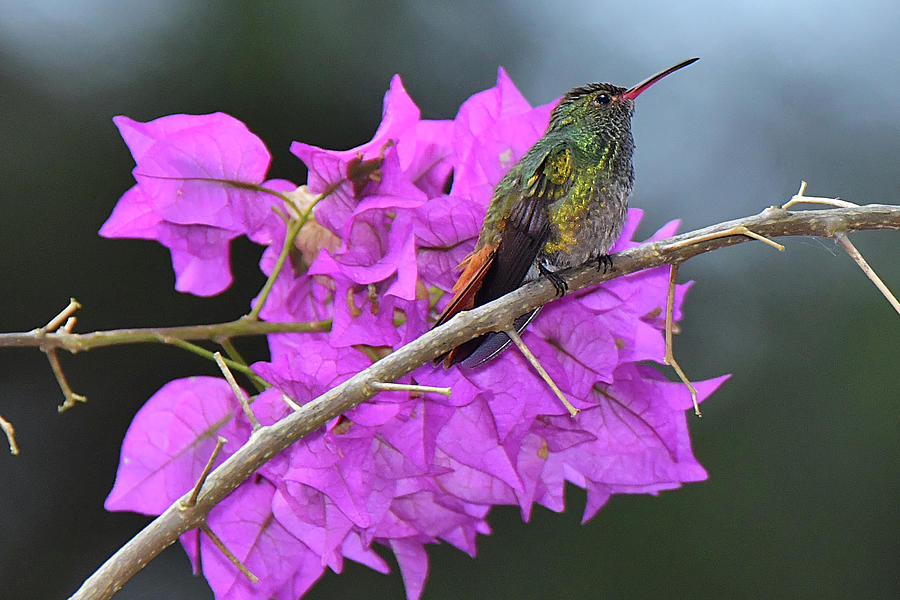 Hummingbird Photograph - Hummingbird by Bougainvillea  by Alan Lenk