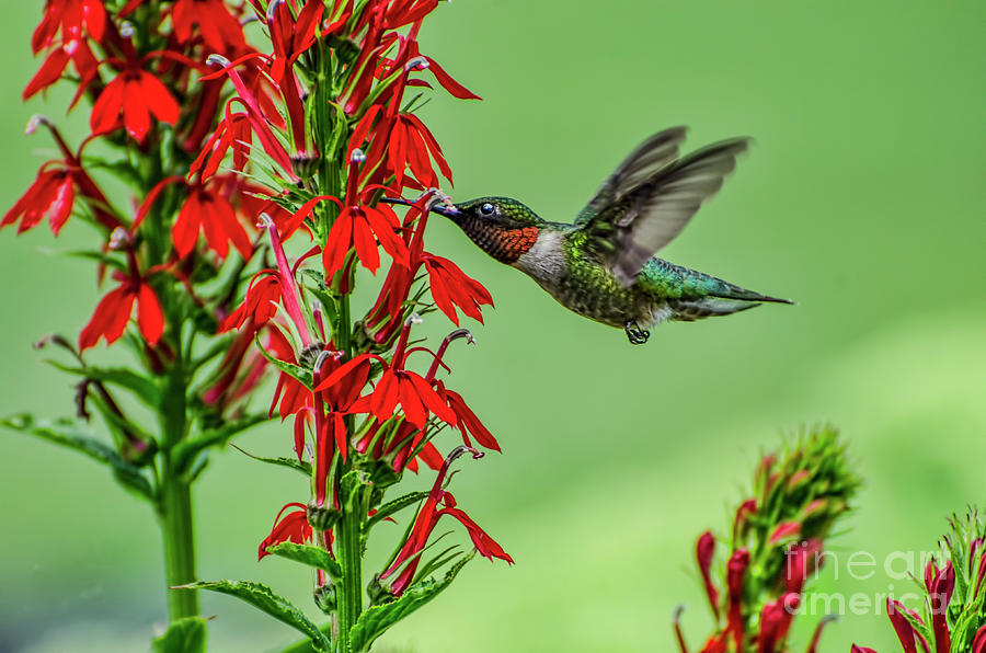 Hummingbird-cant Get Enough Photograph