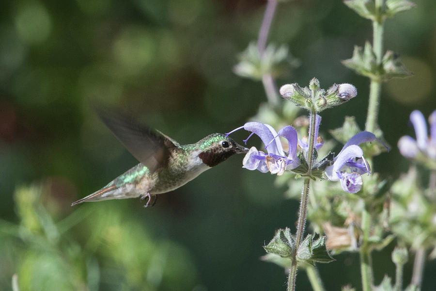 Hummingbird  Photograph by Catherine Lau