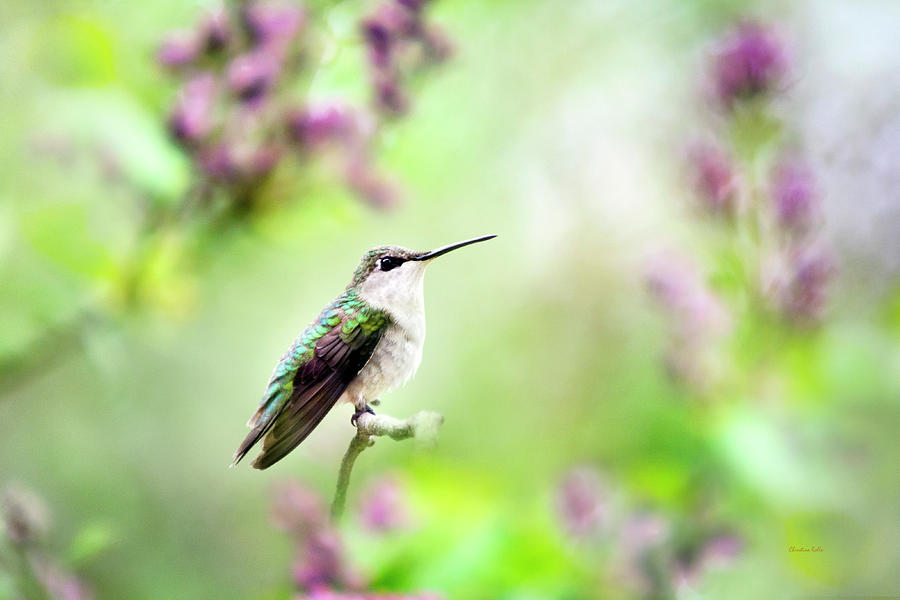 Hummingbird Charm Photograph by Christina Rollo