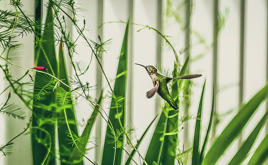 Hummingbird Checking the Scene Digital Art by Ed Stines